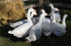8 weiße Gänse, die sich aneinander schmiegen