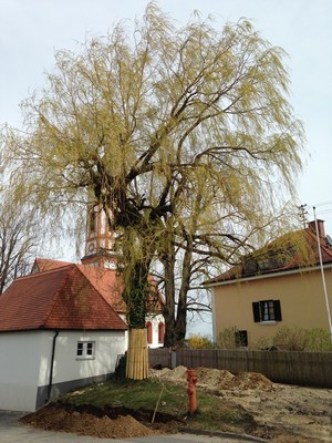 Foto mit Baum, der vor einer Kapelle steht. Der Baum ist mit einer Bastmatte geschützt. Rings um en Baum ist der Boden aufgegraben.