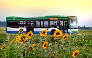 Bus fährt an Sonnenblumenfeld vorbei.