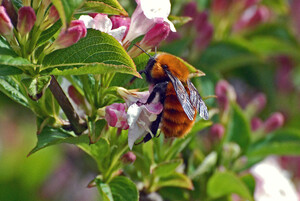 Hummel auf einer Blüte an einem Zweig