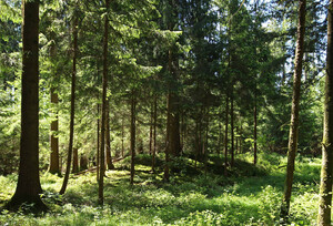 Kleine Erhebung in einem Wald, bewachsen mit Nadelbäumen