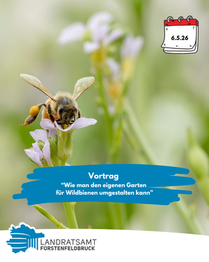 Biene sitzt auf Wiesenblume