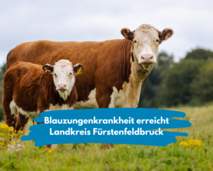 Kuh mit Kalb auf Wiese