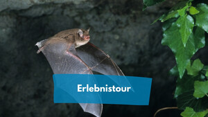 Fledermaus fliegt zu Pflanze