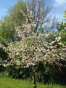 Blühender Obstbaum